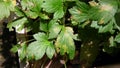 White mugwort, leaf blight from pathogen, plant disease Royalty Free Stock Photo