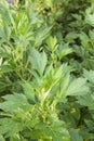 White mugwort plants Royalty Free Stock Photo