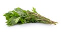 White mugwort on white background