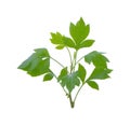 White mugwort on white background