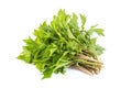 White mugwort on white background