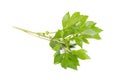 White mugwort on white background