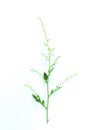 White Mugwort white background in studio Royalty Free Stock Photo