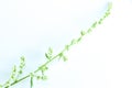 White Mugwort white background in studio Royalty Free Stock Photo