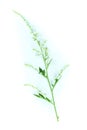 White Mugwort white background in studio Royalty Free Stock Photo