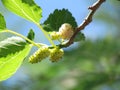 White Mulberries Royalty Free Stock Photo