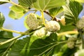 White mulberry