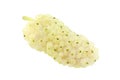 White mulberry berry