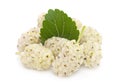 White mulberry fruit