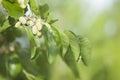 White mulberry fruits