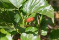 White Mulberry is herb for human and food for silk worm.