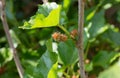 White Mulberry is herb for human and food for silk worm.