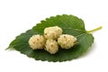 White mulberry leaf with fruits Royalty Free Stock Photo