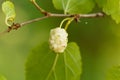 White mulberry, Morbus alba Royalty Free Stock Photo