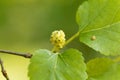 White mulberry, Morbus alba Royalty Free Stock Photo