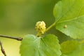 White mulberry, Morbus alba