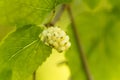 White mulberry, Morbus alba Royalty Free Stock Photo
