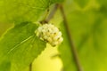 White mulberry, Morbus alba