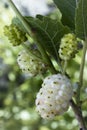 White Mulberry Morus alba. Fruits