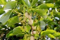 White mulberry (Morus alba) Royalty Free Stock Photo