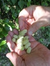 White mulberry Morus alba held by man hands Royalty Free Stock Photo