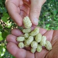 White mulberry Morus alba held by man hands