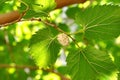 White mulberry on tree branch