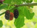 white mulberry tree (Morus alba Royalty Free Stock Photo