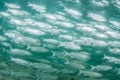 White Mullets in Green Water