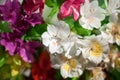 White and multicolored lily flowers on blurred background close up, soft focus lilies flower arrangement Royalty Free Stock Photo