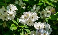 White Multiflora Rose bush Rosa polyantha, also known as Seven-Sisters, Baby, Japanese and many-flowered rose in Adler Royalty Free Stock Photo