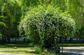 White Multiflora Rose bush Rosa polyantha, also known as Seven-Sisters, Baby, Japanese and many-flowered rose in Adler Royalty Free Stock Photo