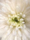 Abstract Painterly White Chrysanthemum Flowerscape Royalty Free Stock Photo