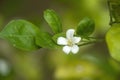 White Murraya Paniculata flower