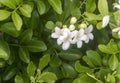 White Murraya Paniculata flowers