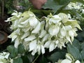 White Musanda flowers or Philippines or Bleeding-heart vine plant Royalty Free Stock Photo