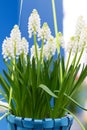 White Muscari botryoides in closeup