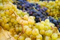 White muscat grape and dark grape - sweet and tasty dessert, healthy fruit from south vineyards of Provence Royalty Free Stock Photo