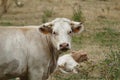 White bull standing in french field looking in camera Royalty Free Stock Photo