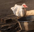 White Muscovy drinks water, portrait of a domesticated duck