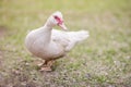 White muscovy duck