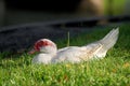 White Muscovy duck portrait Royalty Free Stock Photo