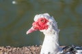 Close up of White Muscovy duck head.Selective focus Royalty Free Stock Photo
