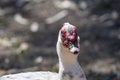 Close up of White Muscovy duck head.Selective focus Royalty Free Stock Photo