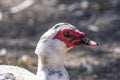 Close up of White Muscovy duck head.Selective focus Royalty Free Stock Photo