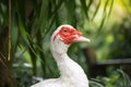 White Muscovy duck portrait ,Musky duck , Indoda , Barbary duck Royalty Free Stock Photo