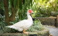 White Muscovy duck portrait ,Musky duck , Indoda , Barbary duck Royalty Free Stock Photo