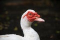 White Muscovy duck portrait ,Musky duck , Indoda , Barbary duck