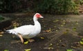 White Muscovy duck portrait ,Musky duck , Indoda , Barbary duck Royalty Free Stock Photo