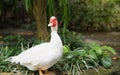 White Muscovy duck portrait ,Musky duck , Indoda , Barbary duck Royalty Free Stock Photo